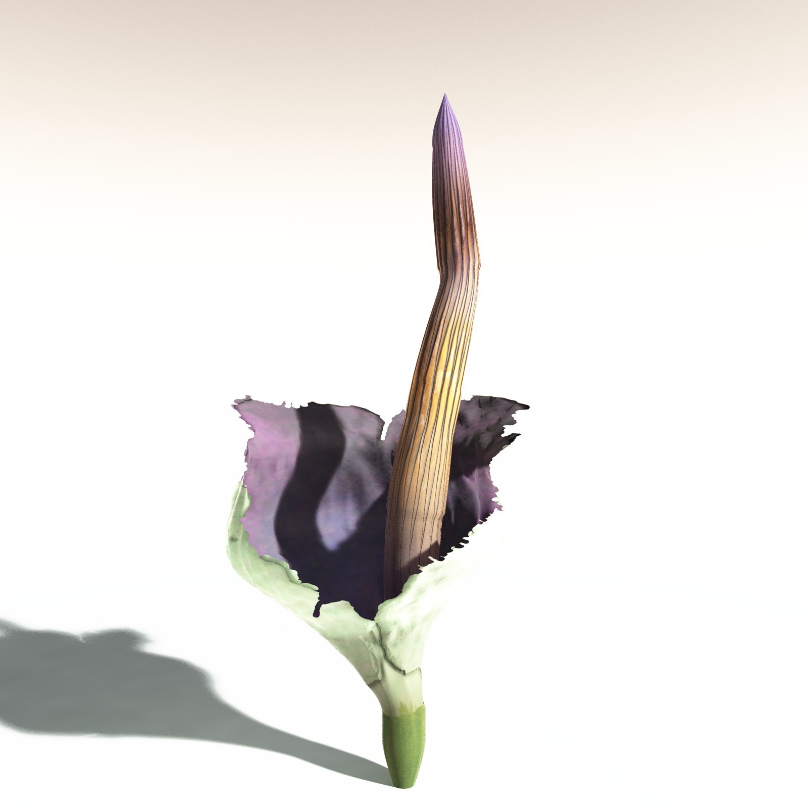 EVERYPlant Corpse Flower for Daz by N/A