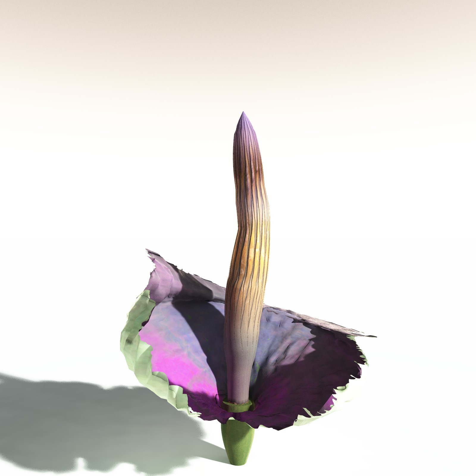 EVERYPlant Corpse Flower for Daz by N/A