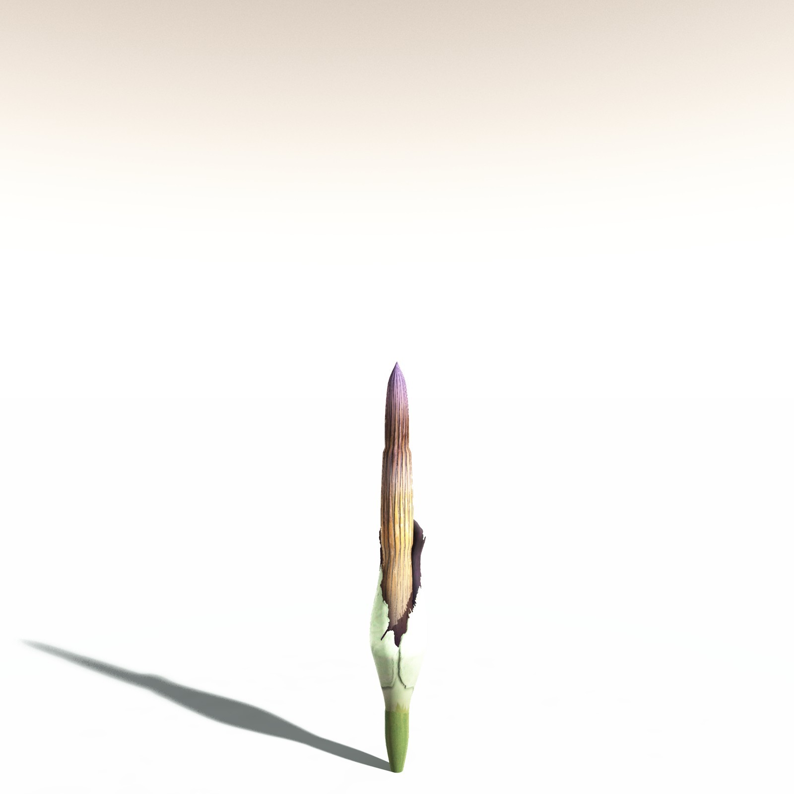 EVERYPlant Corpse Flower for Daz by N/A