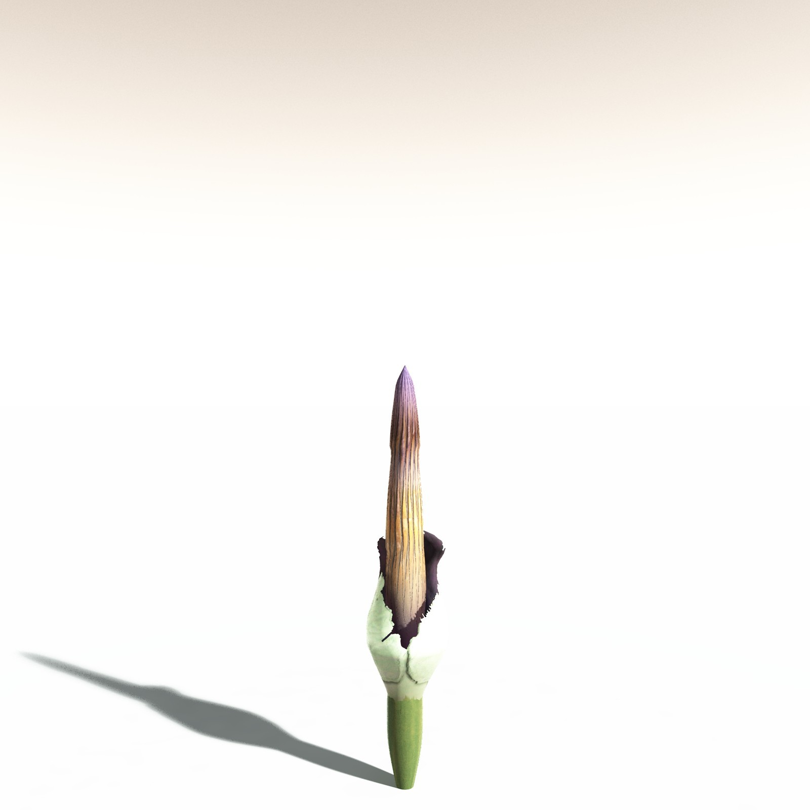 EVERYPlant Corpse Flower for Daz by N/A