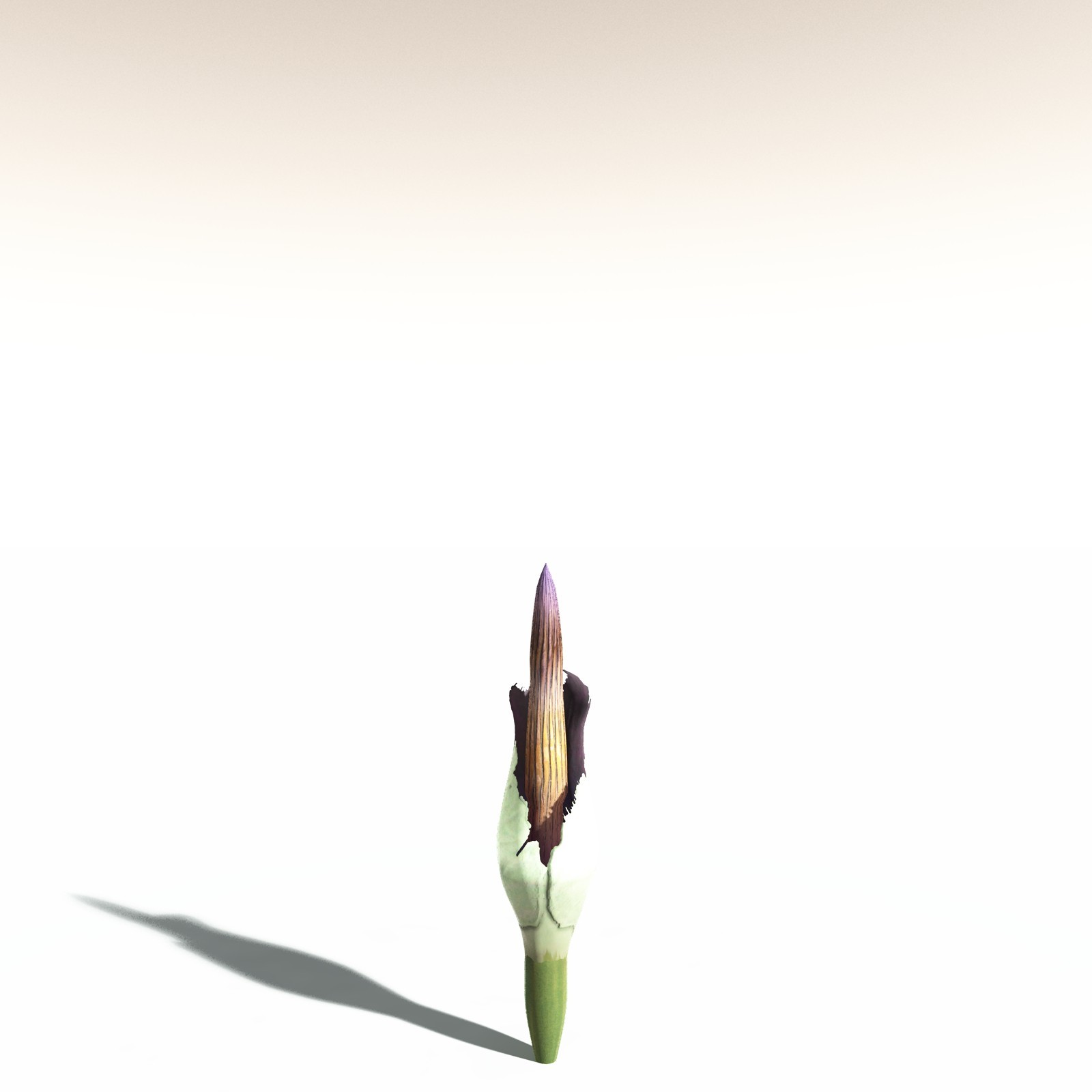 EVERYPlant Corpse Flower for Daz by N/A