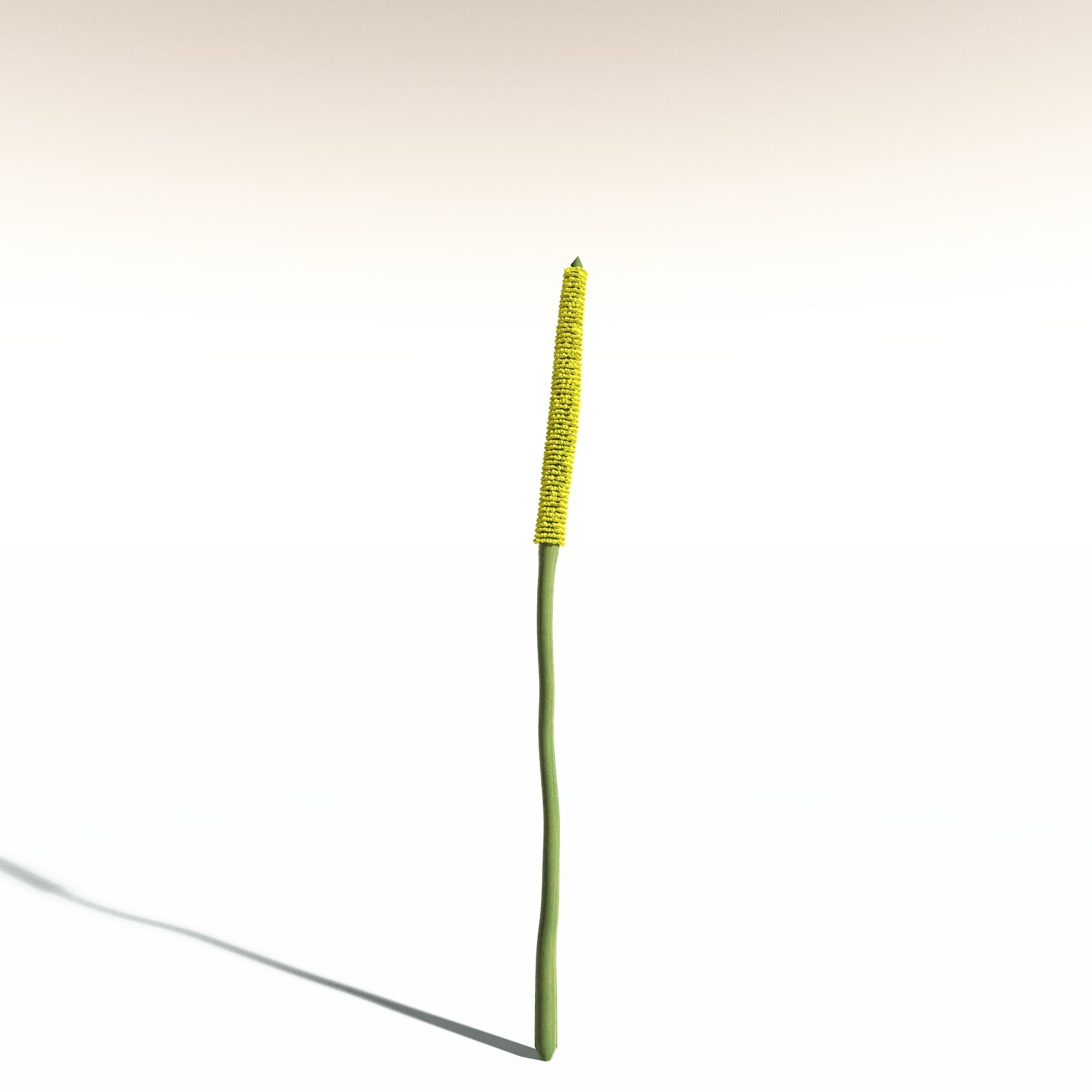 EVERYPlant Corpse Flower for Daz by N/A