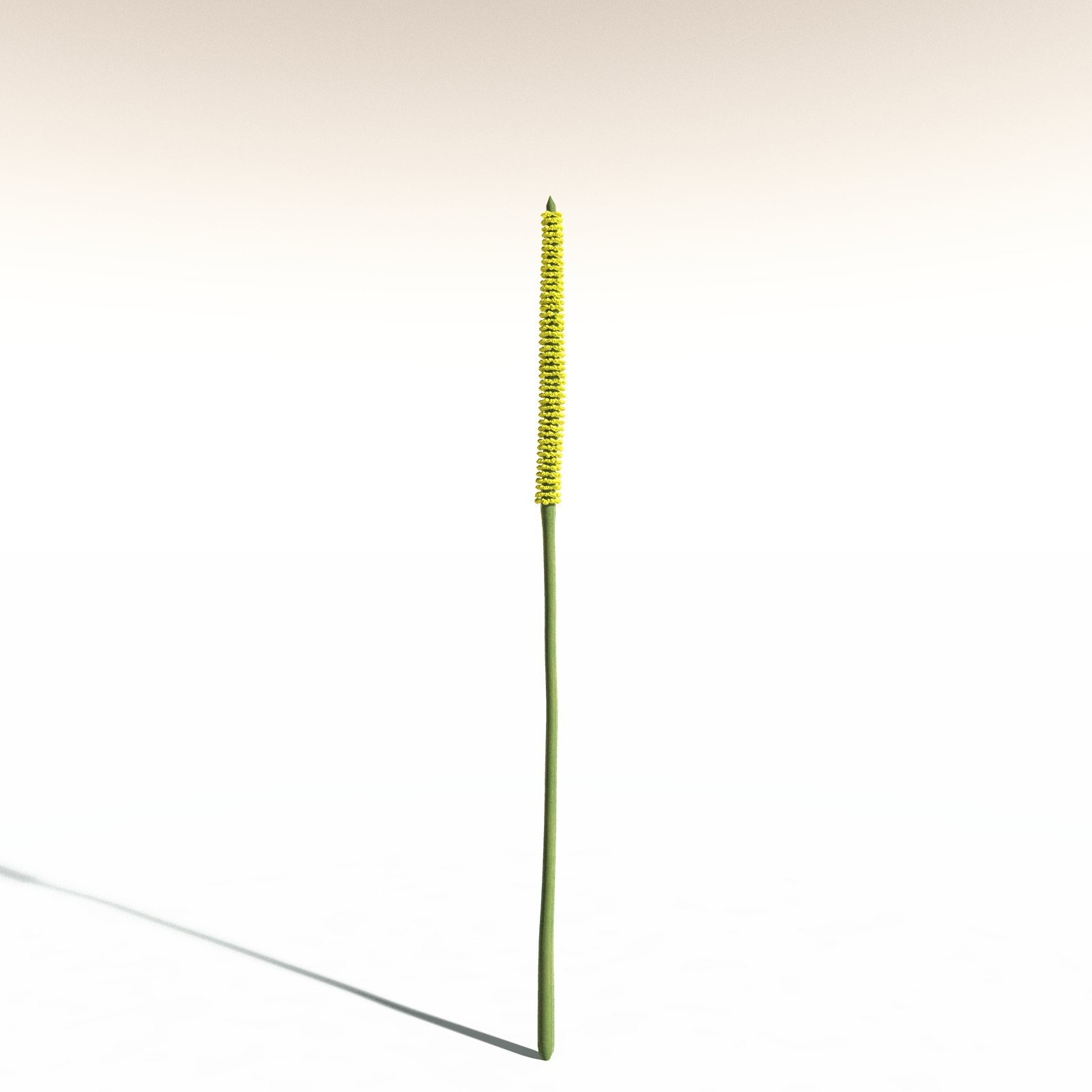 EVERYPlant Corpse Flower for Daz by N/A