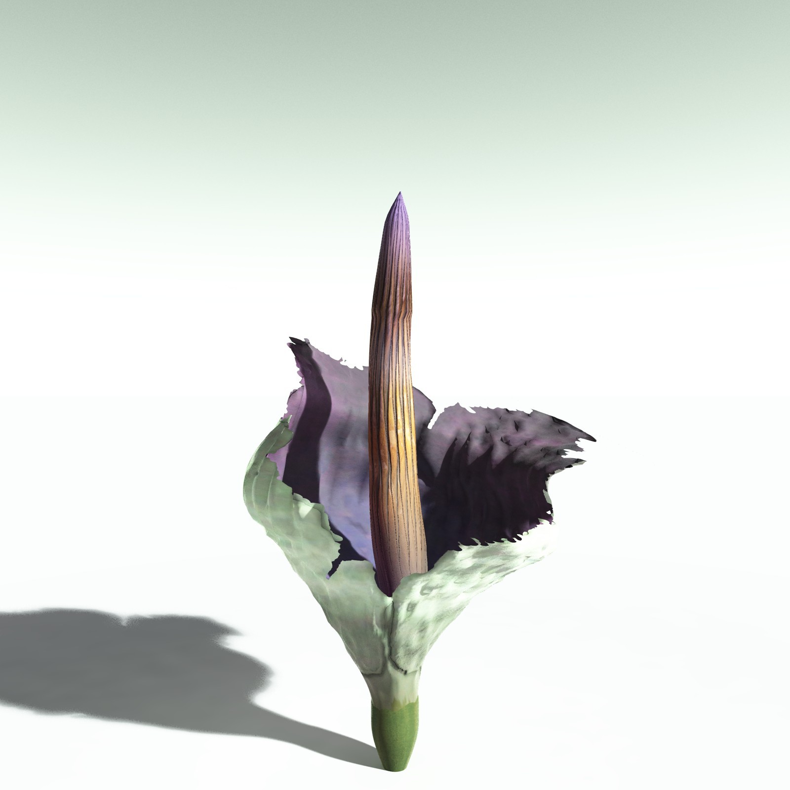 EVERYPlant Corpse Flower for Poser by N/A