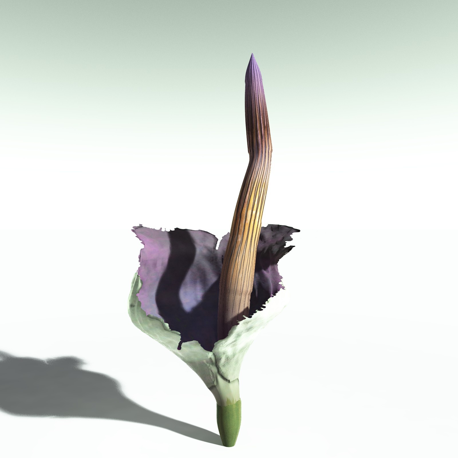 EVERYPlant Corpse Flower for Poser by N/A