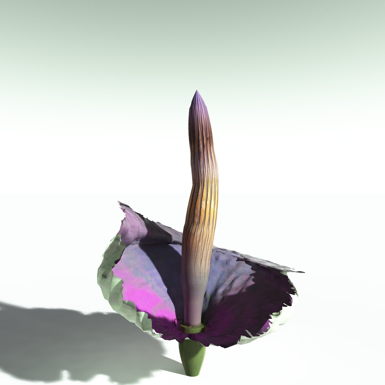 EVERYPlant Corpse Flower for Poser by N/A
