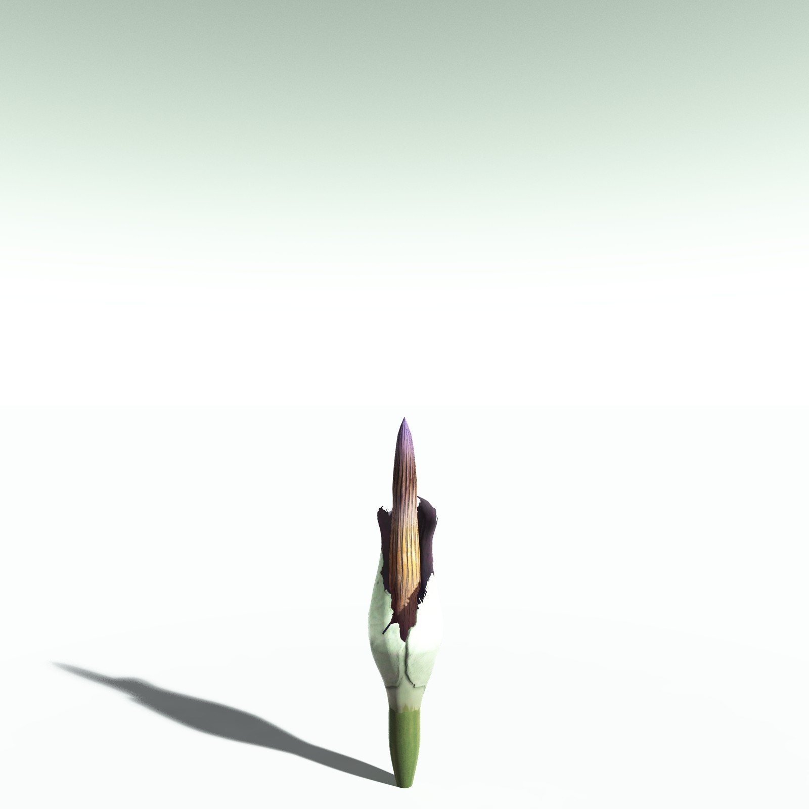 EVERYPlant Corpse Flower for Poser by N/A