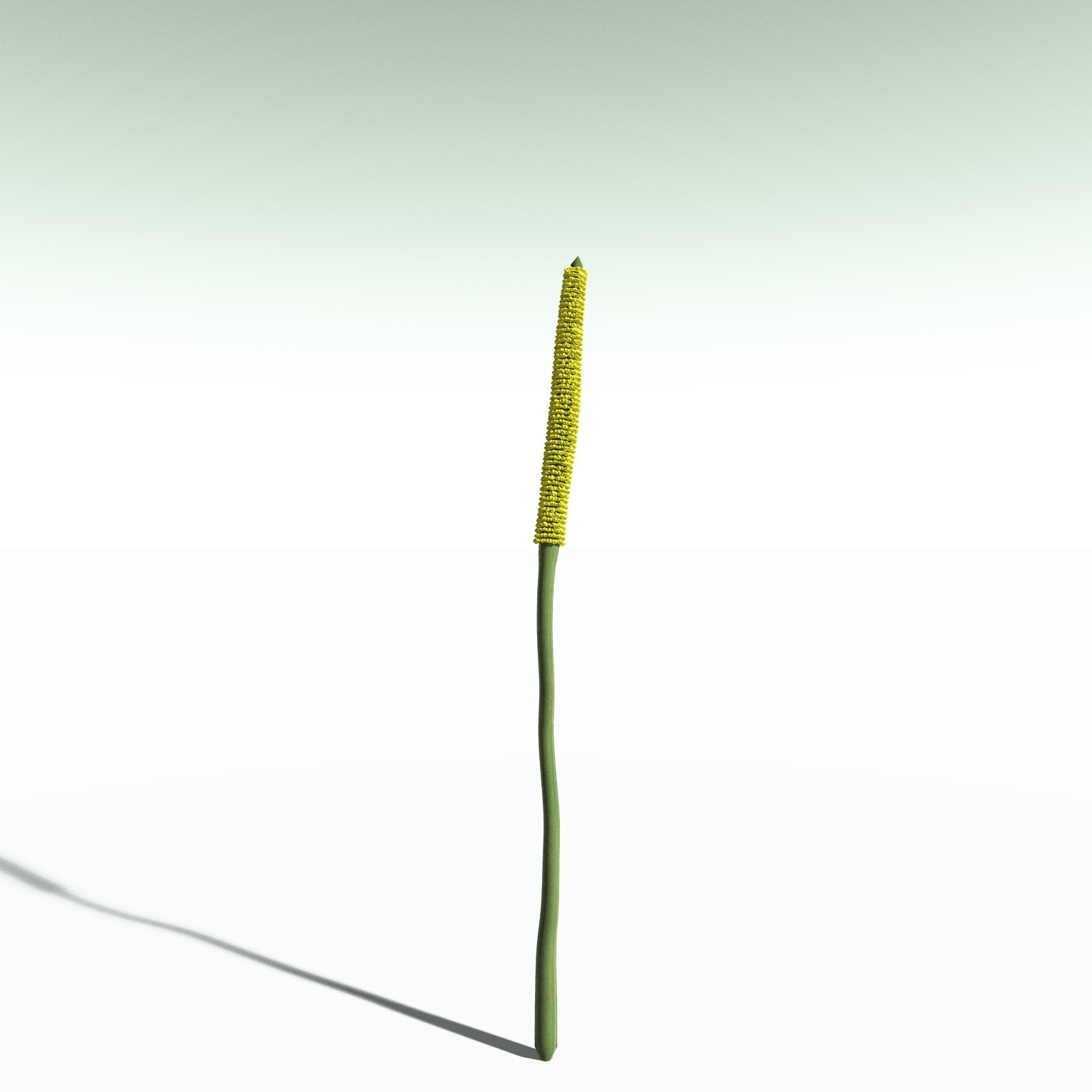 EVERYPlant Corpse Flower for Poser by N/A