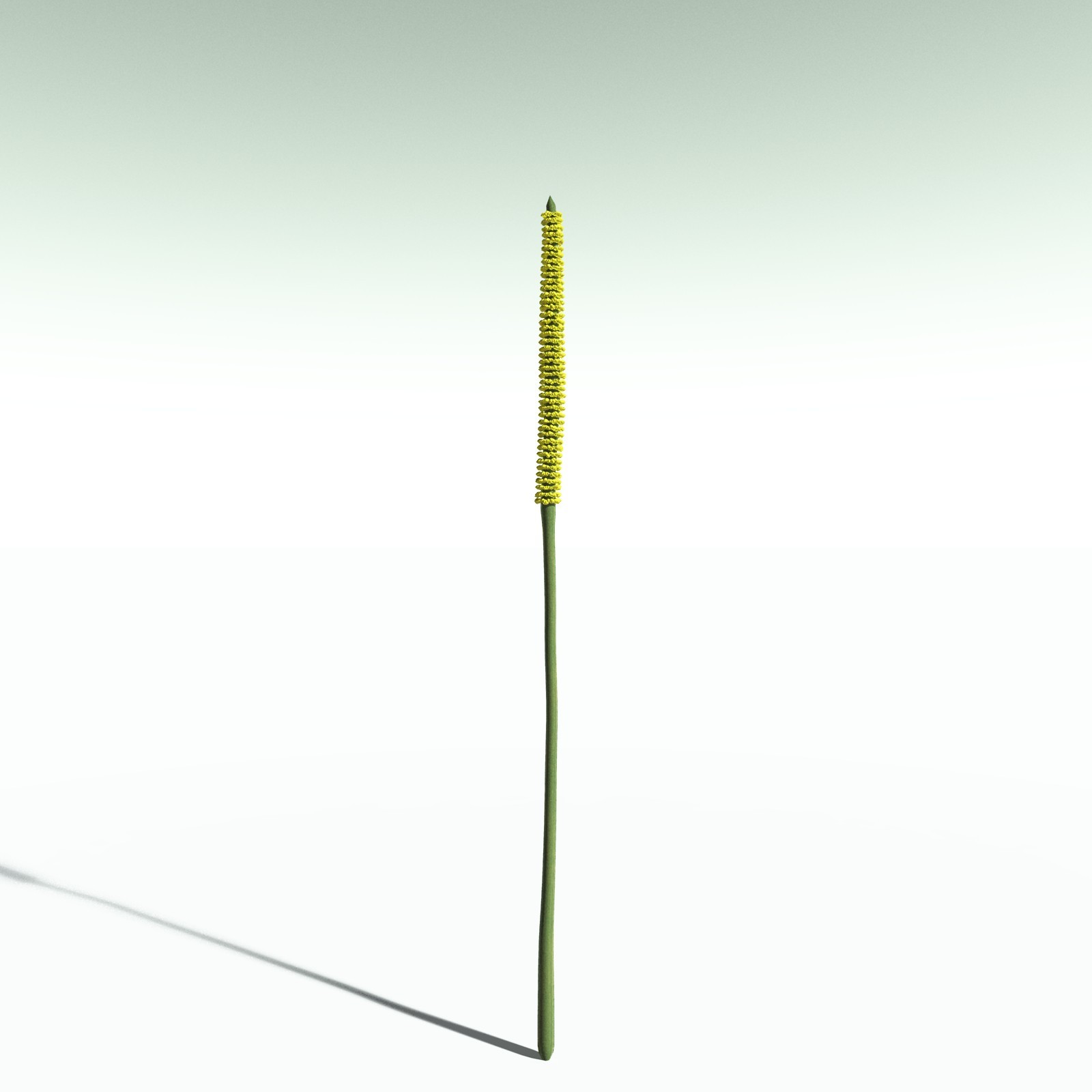 EVERYPlant Corpse Flower for Poser by N/A