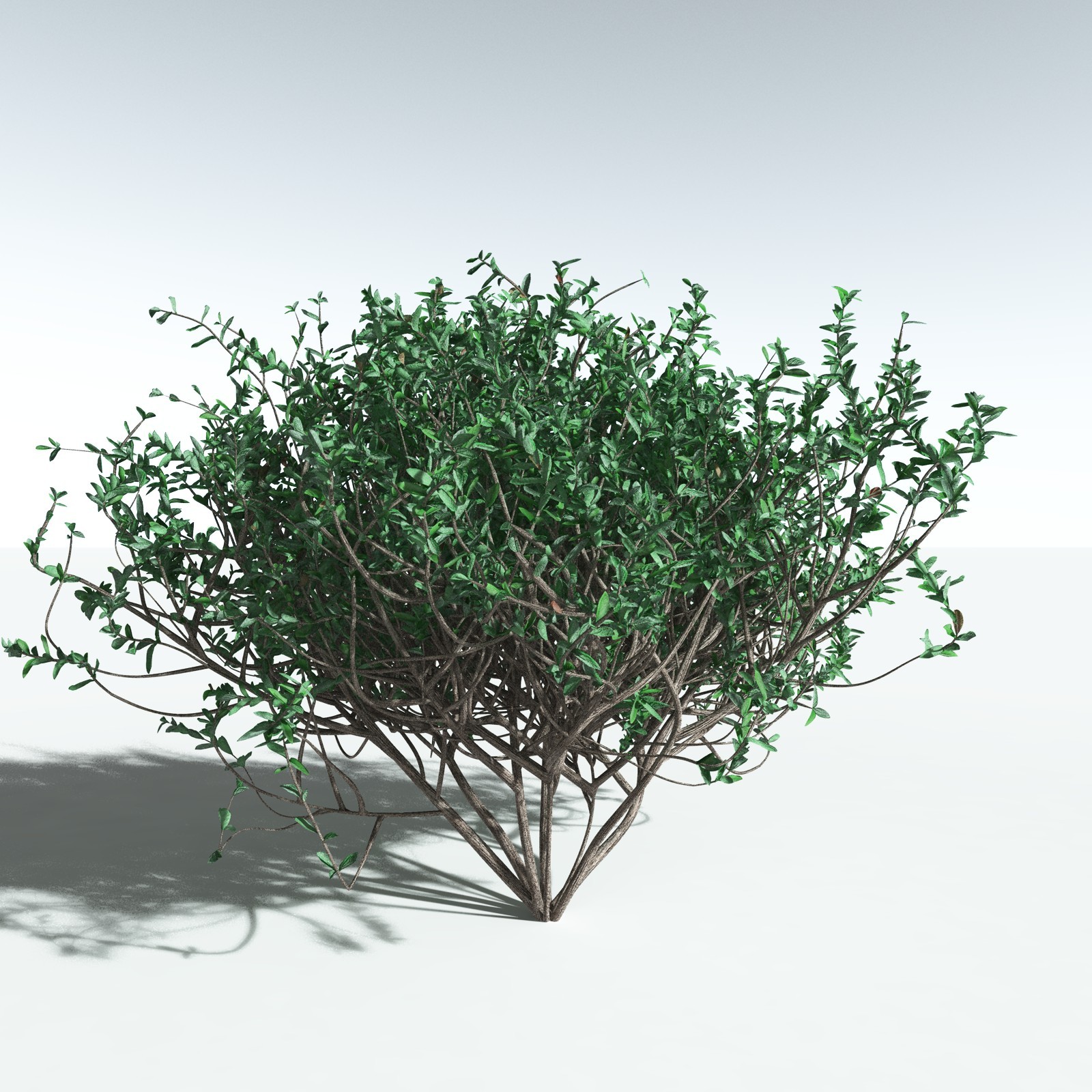 EVERYPlant SE Asian Jungle Biome for Daz by N/A