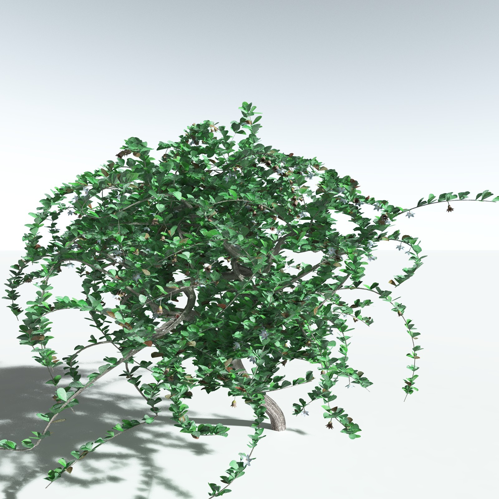 EVERYPlant SE Asian Jungle Biome for Daz by N/A