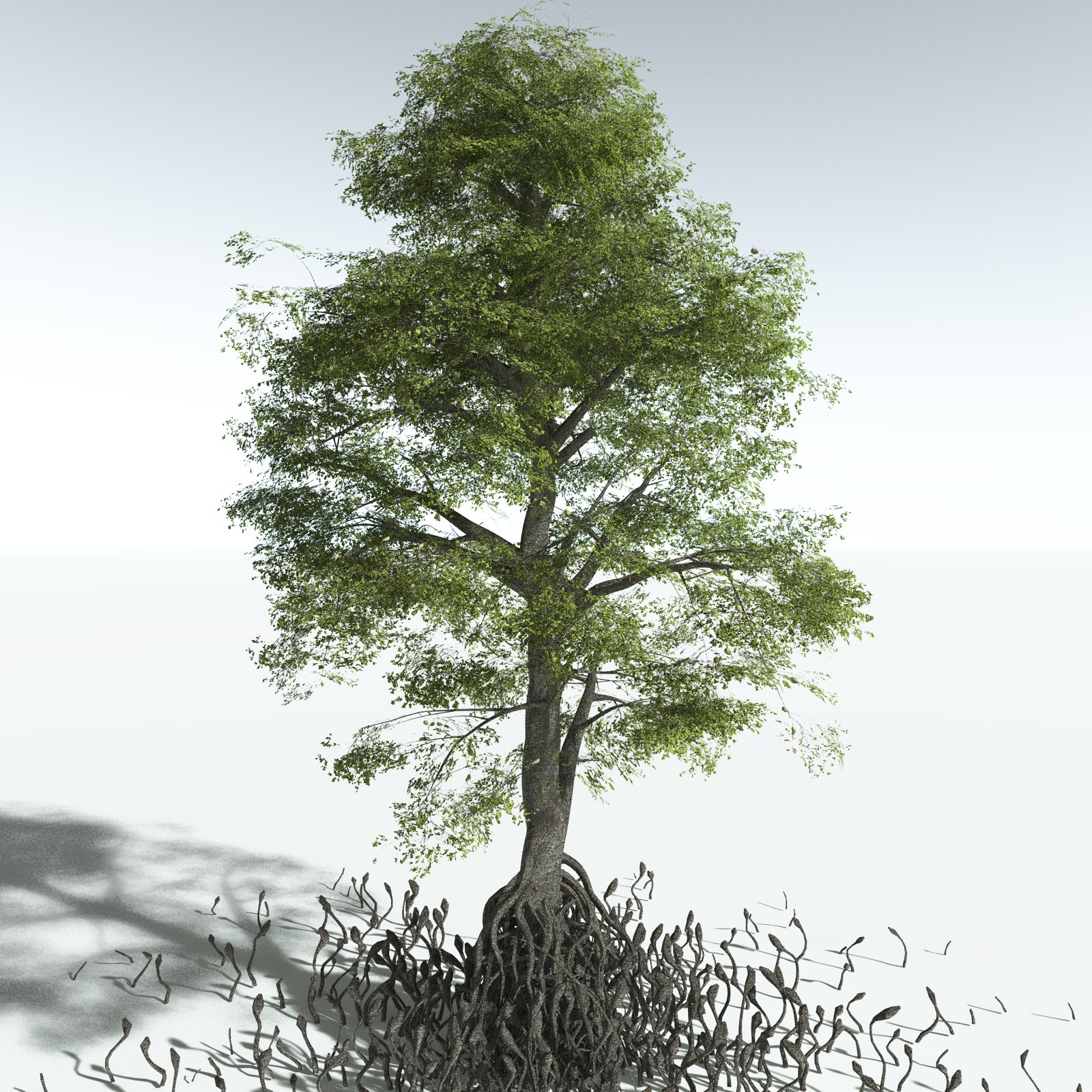 EVERYPlant SE Asian Jungle Biome for Poser by N/A