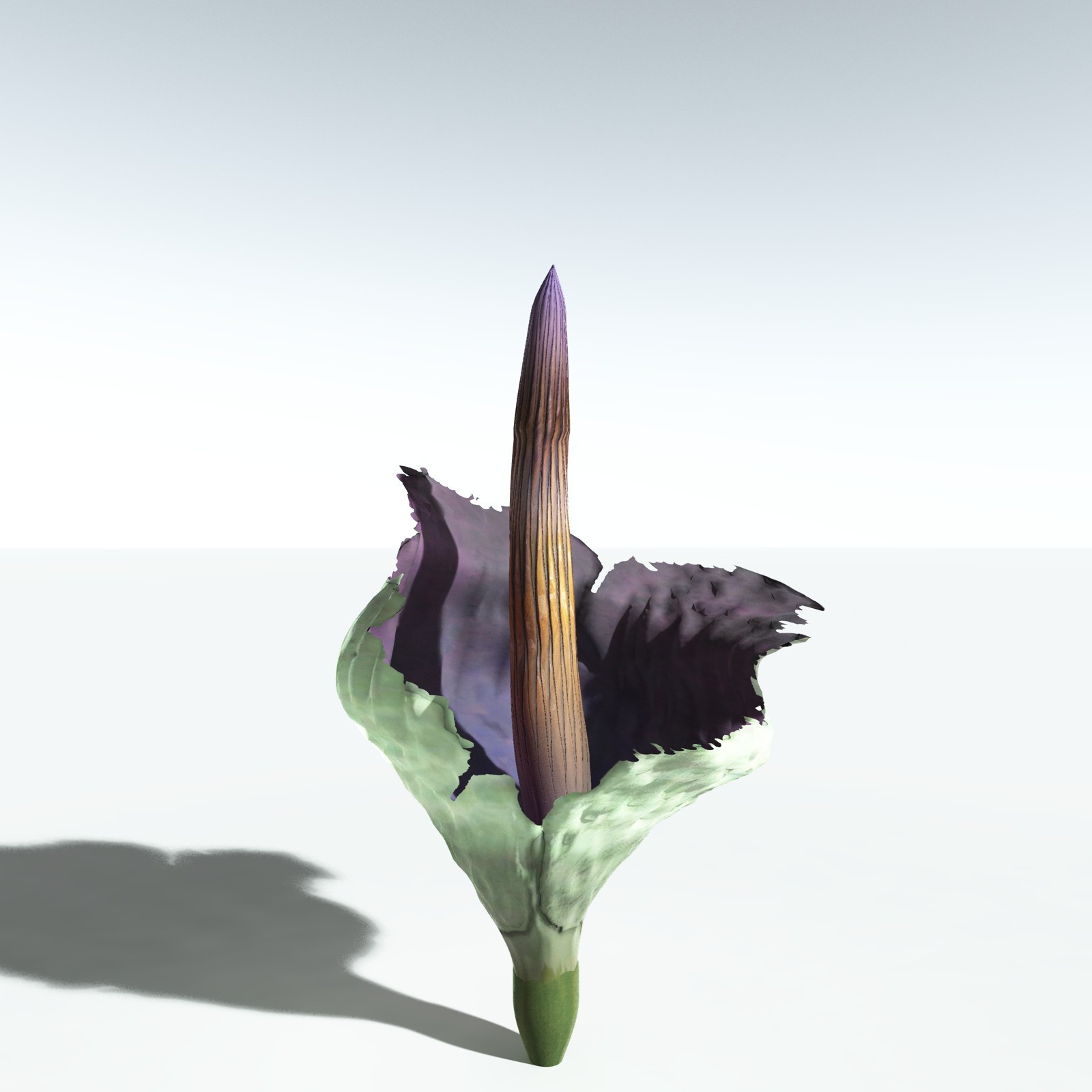 EVERYPlant SE Asian Jungle Biome for Poser by N/A