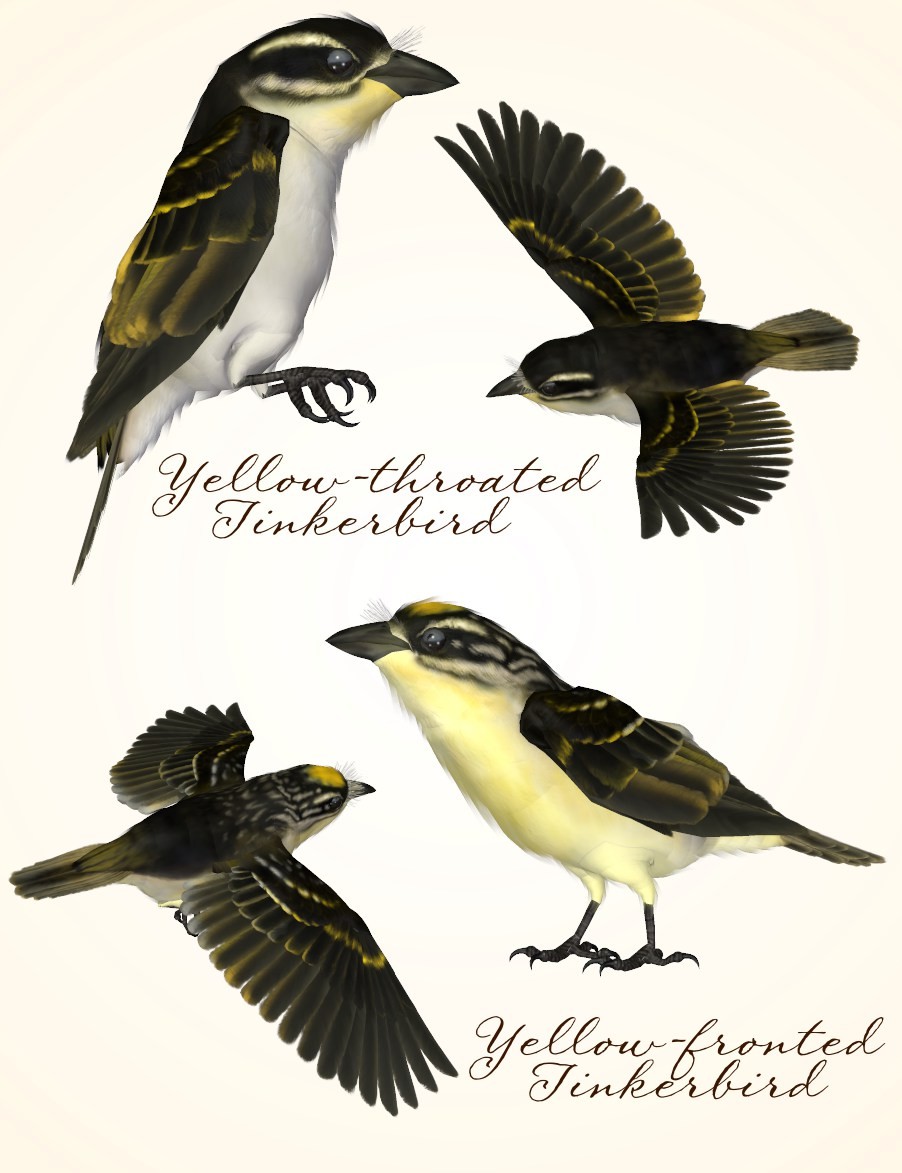 Songbird ReMix Tinkerbirds & Mousebirds by N/A