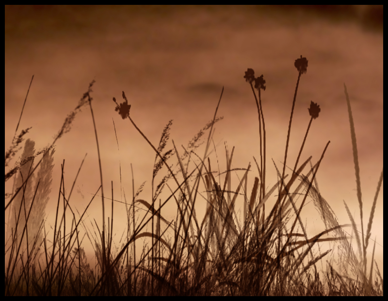 Grass and Weed Brushes Themed 2D Raptura